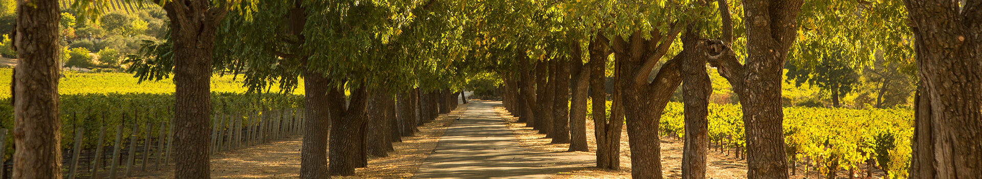 Long, gorgeous driveway adjacent to Stags' Leap Vineyard